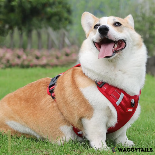 Waggytails Adjustable Reflective Dog Harness - Red