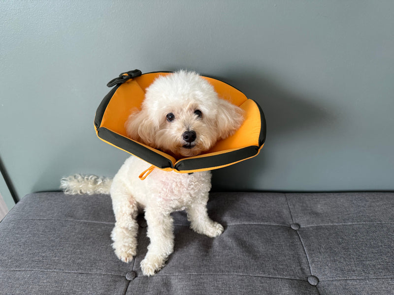 White poodle wearing an orange soft recovery cone, sitting on a grey sofa and looking straight at the camera