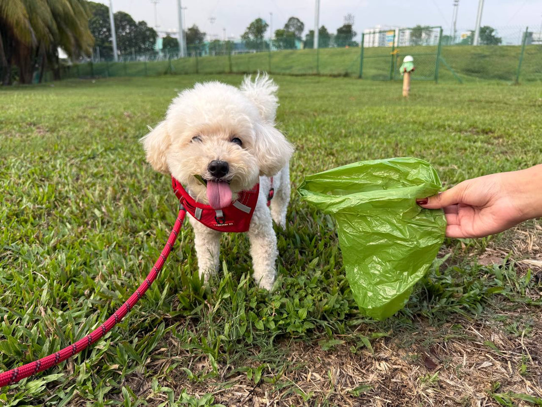 Happy white poodle in a red harness at a Singapore dog run, with an owner holding open a green biodegradable dog poop bag