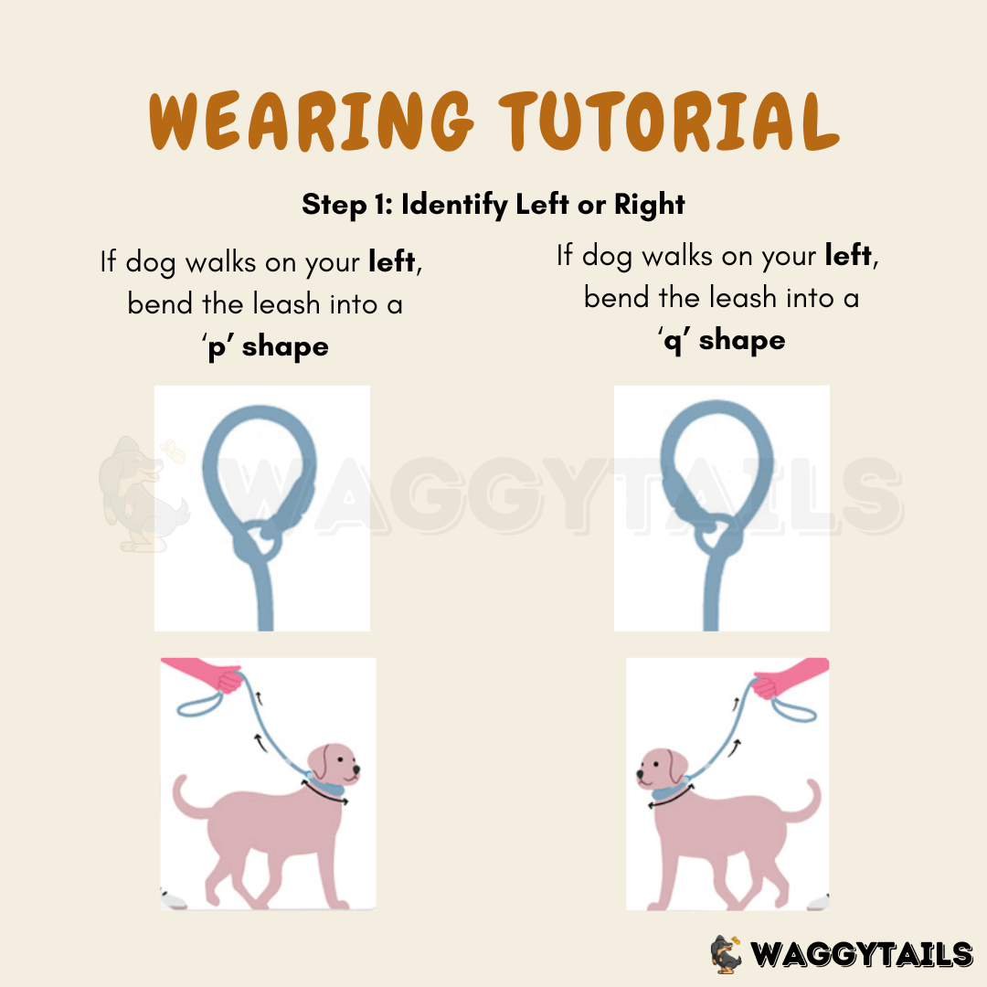 Waggytails Slip Lead Rope Leash in Turquoise Blue, how to use
