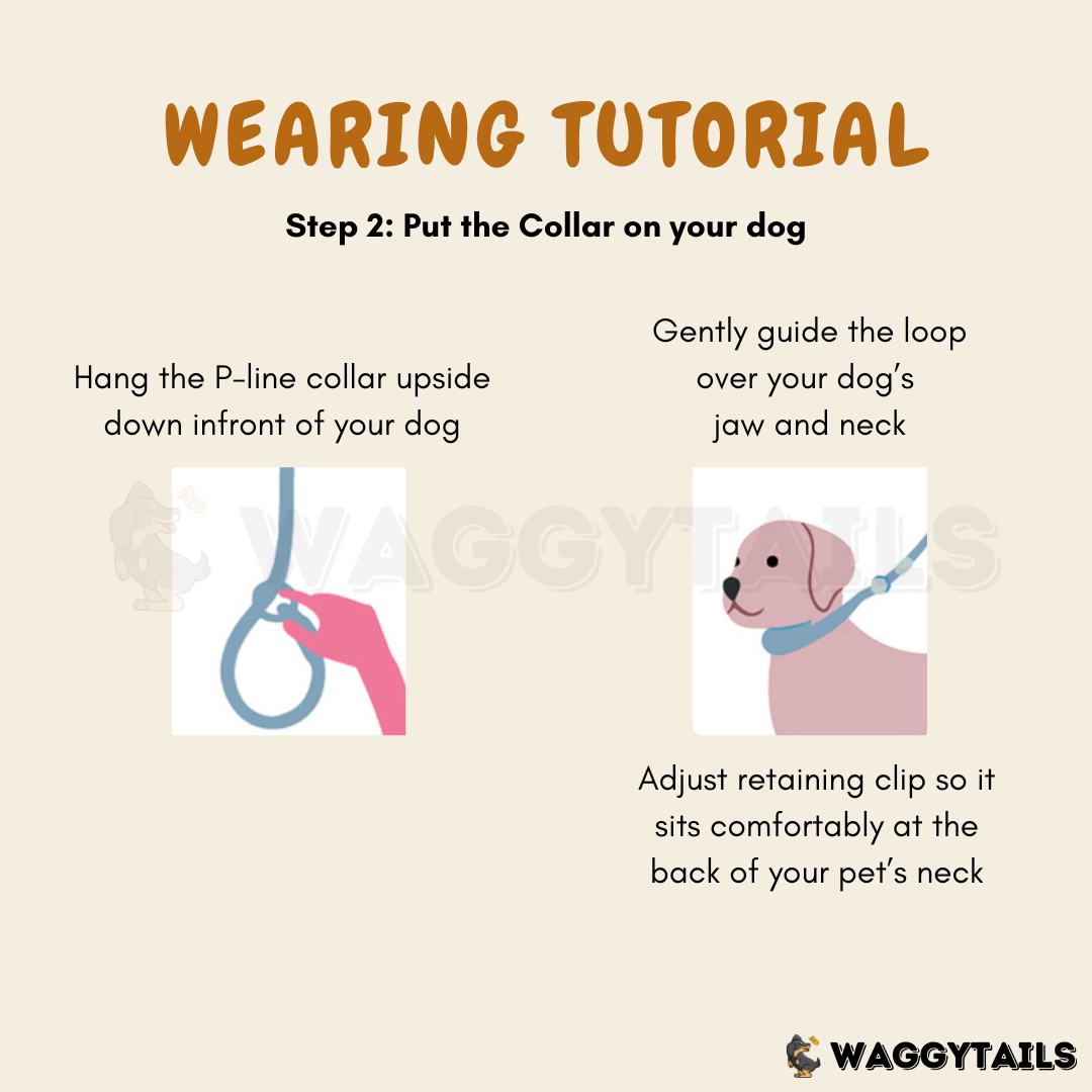 Waggytails Slip Lead Rope Leash in Turquoise Blue, lifestyle shot