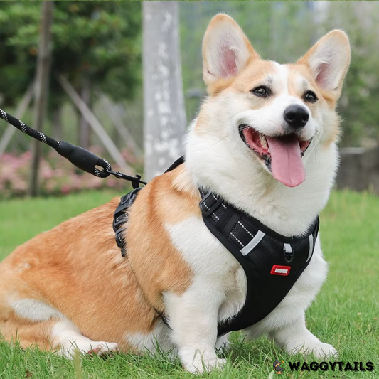 Waggytails Adjustable Reflective Dog Harness - Black