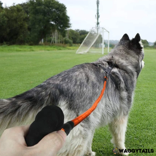 Waggytails Heavy Duty Reflective Dog Leash - Orange